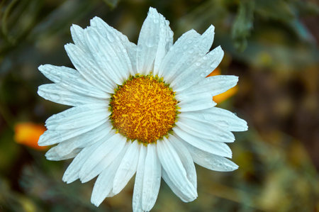 Beautiful daisies close-up in natureの写真素材