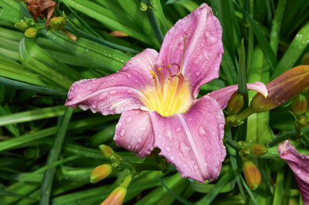 Beautiful lilies close-up in the garden. Close up white pink Lilly blooming in the gardenの写真素材