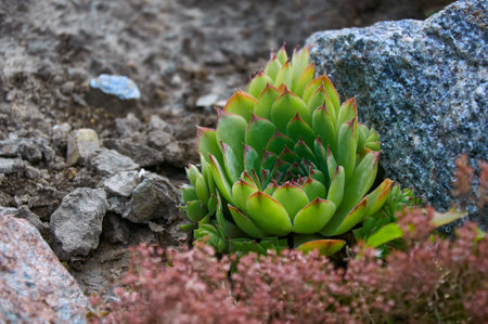 A beautiful sempervivum (stone rose) on a rock in close-upの写真素材