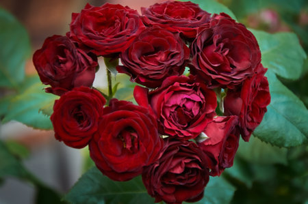 Large bush with many red roses close-up. beautiful floral background.の写真素材