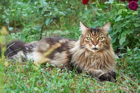 Tabby Maine Coon cat lying on a blooming meadow. Pet walking in the outdoors. cat close-up. domestic cat in the gardenの写真素材