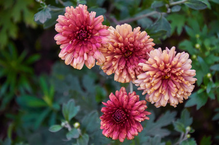 Pink and orange chrysanthemum flowers in the gardenの写真素材