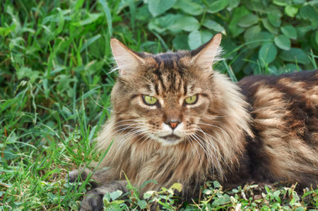 Tabby Maine Coon cat lying on a blooming meadow. Pet walking in the outdoors. cat close-up. domestic cat in the gardenの写真素材