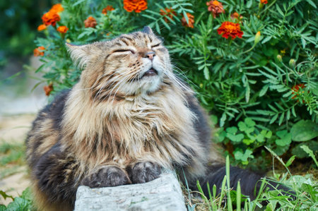 Tabby Maine Coon cat lying on a blooming meadow. Pet walking in the outdoors. cat close-up. domestic cat in the gardenの写真素材