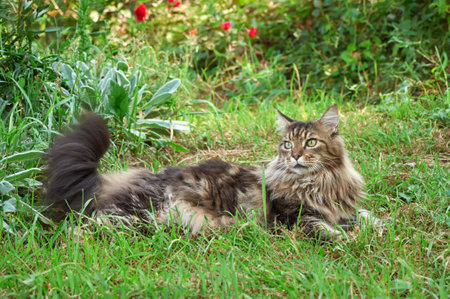 Tabby Maine Coon cat sitting on a blooming meadow. Pet walking in the outdoors. cat close-up. domestic cat in the gardenの写真素材