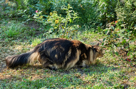 A tabby Maine Coon cat hunts in the grass. Domestic animal walking in nature. cat close-up. domestic cat in the gardenの写真素材