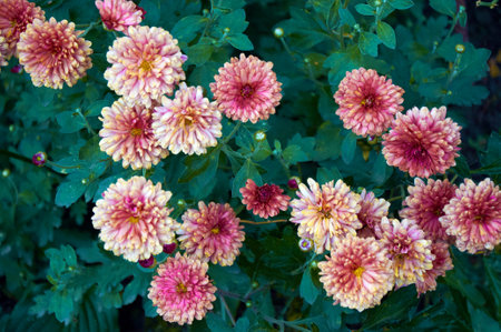 Pink and orange chrysanthemum flowers in the gardenの写真素材
