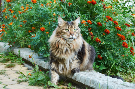 Tabby Maine Coon cat sitting on a blooming meadow. Pet walking in the outdoors. cat close-up. domestic cat in the gardenの写真素材