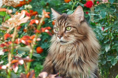 Tabby Maine Coon cat sitting on a blooming meadow. Pet walking in the outdoors. cat close-up. domestic cat in the gardenの写真素材