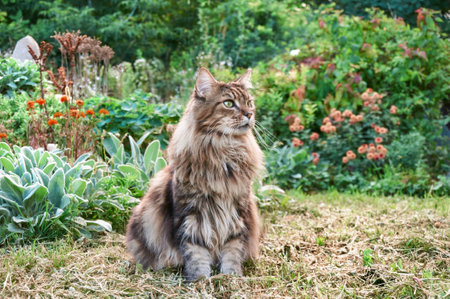 Tabby Maine Coon cat sitting on a blooming meadow. Pet walking in the outdoors. cat close-up. domestic cat in the gardenの写真素材