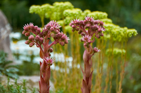 Flowering stone rose Sempervivum in landscape design.
