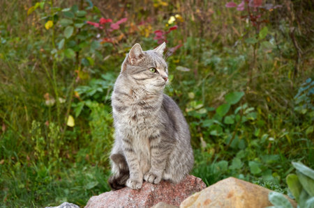 A cute gray cat sits on a large rock among the plantsの写真素材