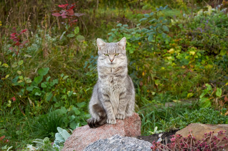 A cute gray cat sits on a large rock among the plantsの写真素材