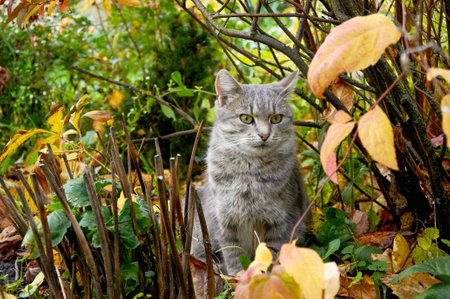 A gray cute cat sits on green grass with yellow leaves. A cat in the fallの写真素材