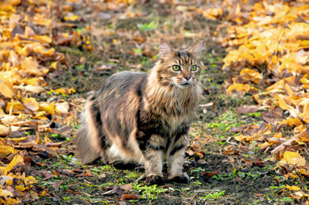 A beautiful Maine Coon cat walks in the park on yellow leaves in the fallの写真素材
