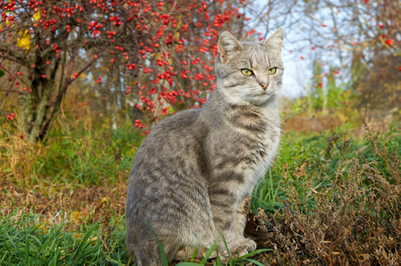 A gray cat sits in a garden among yellow leaves and a bush with red berries in the fallの写真素材