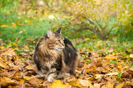 A beautiful Maine Coon cat walks in the park on yellow leaves in the fallの写真素材