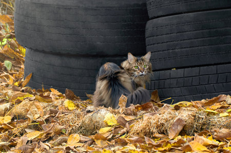 Beautiful Maine Coon cat in the park on yellow leaves near big tire wheelsの写真素材