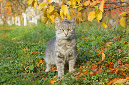 Gray cat walking in the garden among yellow leaves in autumnの写真素材