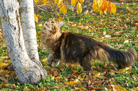 Beautiful Maine Coon cat walking in the garden on yellow leaves in autumnの写真素材