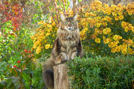 Beautiful Maine Coon cat sitting on the grass near the bush of yellow chrysanthemums in the gardenの写真素材