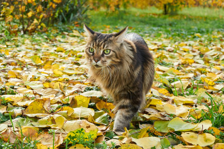 A beautiful Maine Coon cat walks in the park on yellow leaves in the fallの写真素材