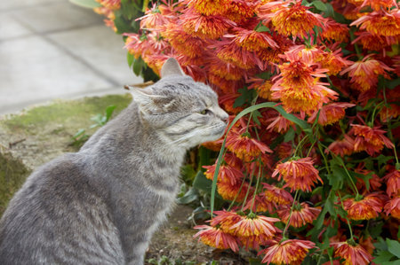 Gray cat smelling chrysanthemum flowers in the gardenの写真素材
