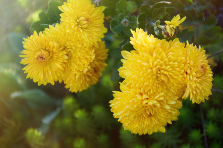 Full frame background of bright yellow flower garden chrysanthemums in autumnの写真素材