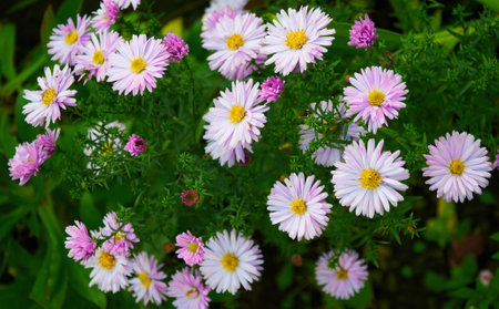Full frame background bush of pink and purple garden chrysanthemums in autumnの写真素材
