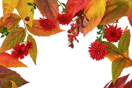 Autumn composition. Frame of orange, red, green leaves, red chrysanthemums and barberry berries. Isolated on a white background and space for your textの写真素材
