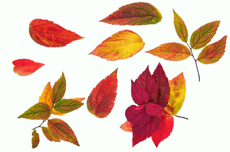 Autumn yellow, red, orange, green leaves on white background.の写真素材