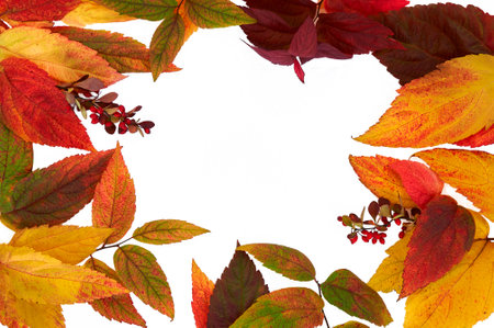 Autumn composition. Frame made from orange, red and green leaves. Isolated on white background and...