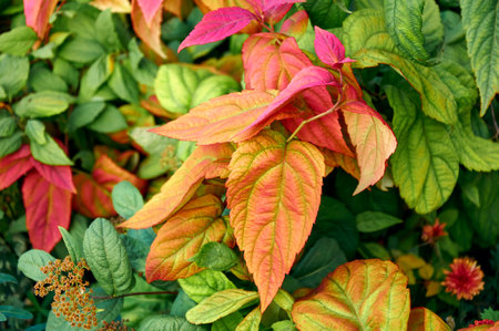Bright red autumn leaves on a green natural background. Autumn moodの写真素材