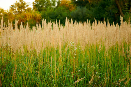 Field yellow grass and flowers in the backlight. Autumn landscapeの写真素材