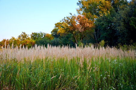 Field yellow grass and flowers in the backlight. Autumn landscapeの写真素材