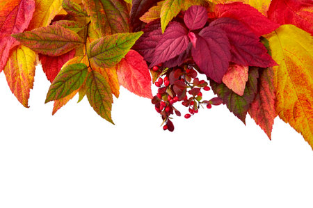 Autumn composition. Frame made from orange, red and green leaves. Isolated on white background and place for your textの写真素材