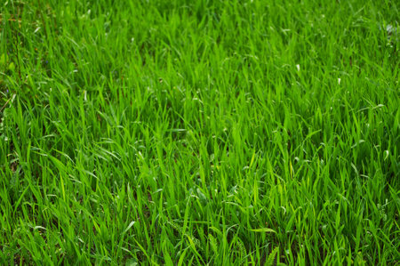 Background of green natural grass. green grass in springの写真素材