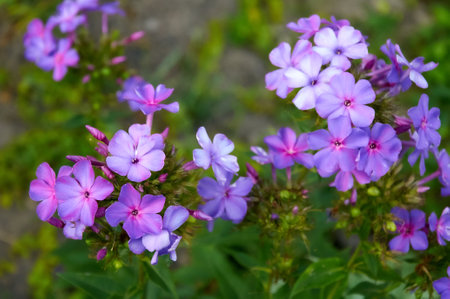 Purple Obrieta flowers in bloom. Beautiful floral backgroundの写真素材