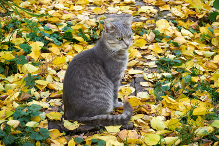 A gray cute cat sits on green grass with yellow leaves. A cat in the fallの写真素材