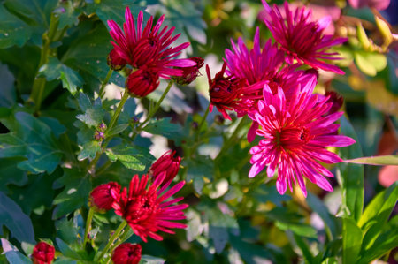 Full frame background bush of pink garden chrysanthemums in autumnの写真素材
