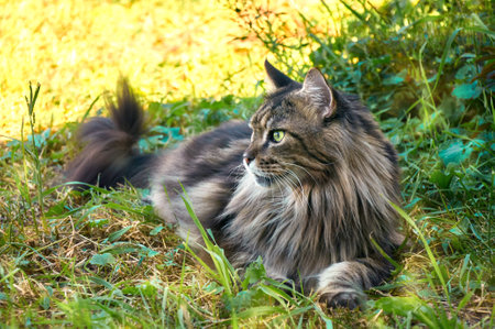 A beautiful Maine Coon cat lying on the grass on a sunny day. Pet walking outdoor adventure. cat close up. Domestic cat in the gardenの写真素材