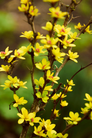 Close up of a yellow flowering barberry branchの写真素材