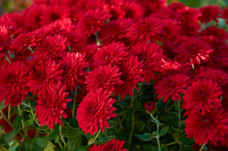 Full-frame background of red garden chrysanthemums in autumnの写真素材
