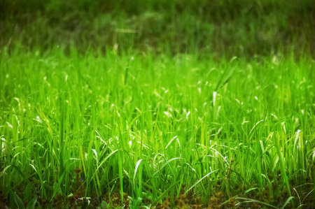 Green grass on a sunny day. Natural grass backgroundの写真素材