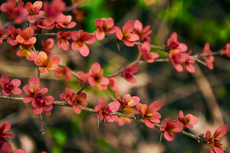 Close up of a flowering branch of red barberryの写真素材