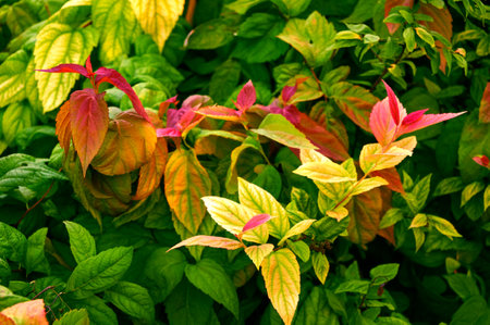 Bright red autumn leaves on a green natural background. Autumn moodの写真素材