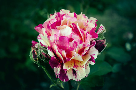 Variegated striped pink rose close-up in the garden. Beauty and tenderness, holiday. Natureの写真素材