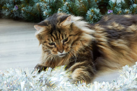 A beautiful Maine Coon cat playing in Christmas tinsel. Christmas kittyの写真素材