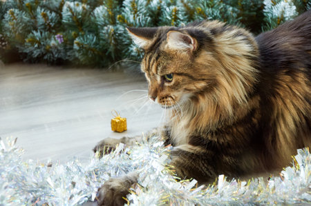 A beautiful Maine Coon cat playing in Christmas tinsel. Christmas kittyの写真素材