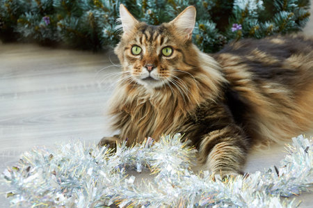 A beautiful Maine Coon cat is lying in Christmas tinsel. Christmas kittyの写真素材